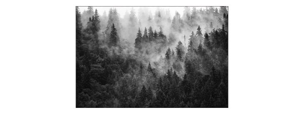 Fototapeta Las We Mgle