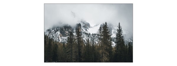 Fototapeta Las We Mgle