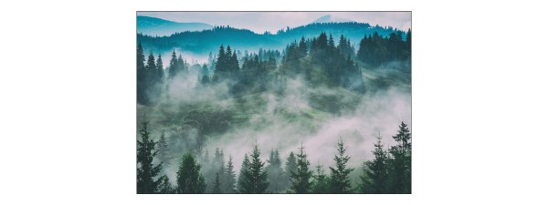 Fototapeta Las We Mgle