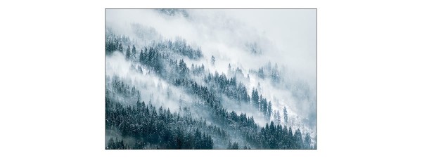 Fototapeta Las We Mgle