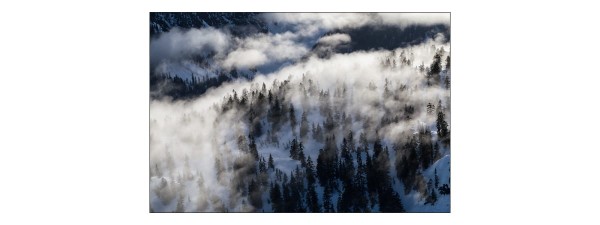 Fototapeta Las We Mgle