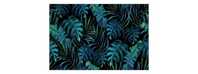 Fototapeta Liście Monstera