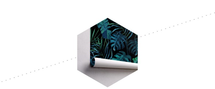 Fototapeta Liście Monstera