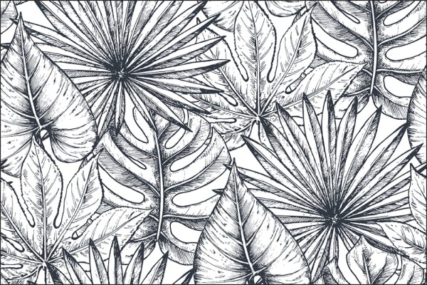 Fototapeta Liście Monstera