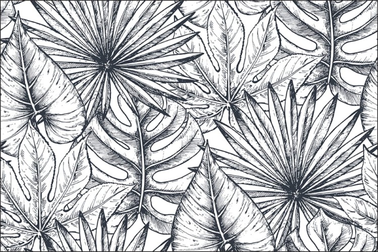 Fototapeta Liście Monstera