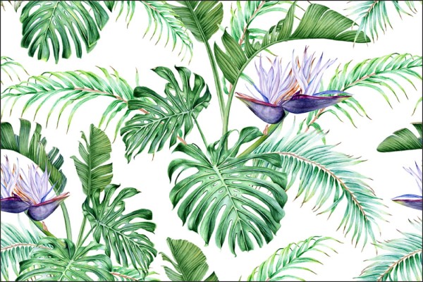 Fototapeta Liście Monstera