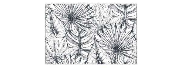 Fototapeta Liście Monstera