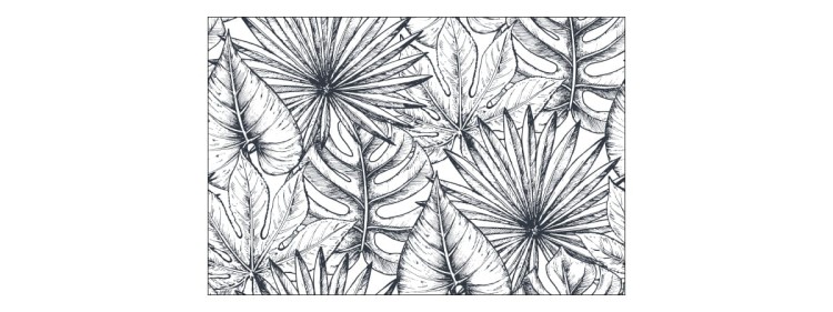 Fototapeta Liście Monstera