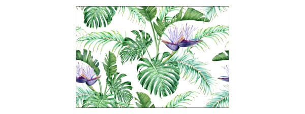 Fototapeta Liście Monstera