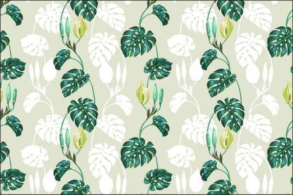 Fototapeta Liście Monstera