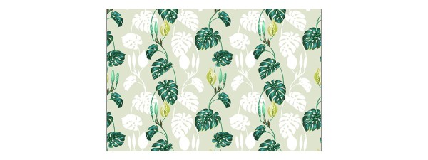 Fototapeta Liście Monstera