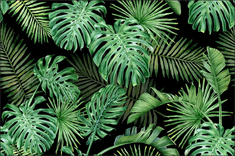 Fototapeta Liście Monstera