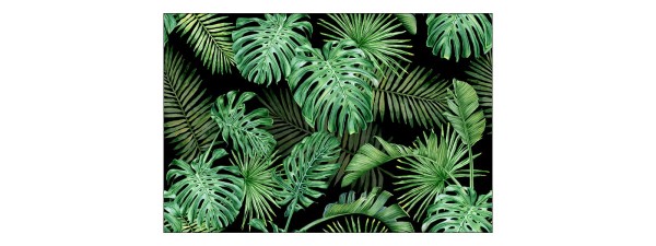 Fototapeta Liście Monstera