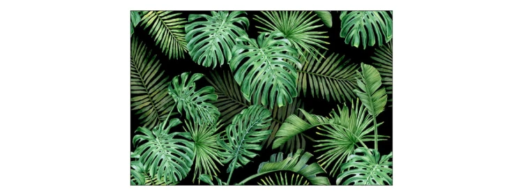 Fototapeta Liście Monstera
