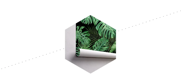 Fototapeta Liście Monstera