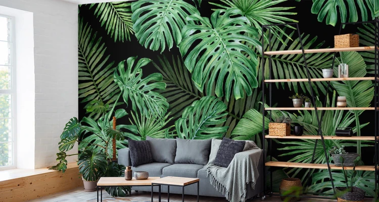 Fototapeta Liście Monstera