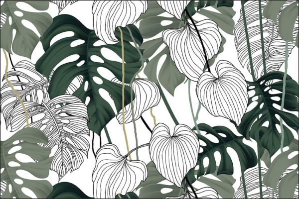 Fototapeta Liście Monstera
