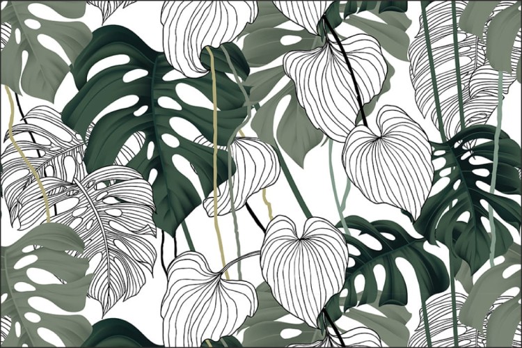 Fototapeta Liście Monstera