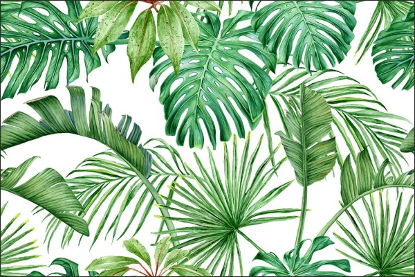 Fototapeta Liście Monstera