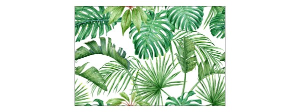 Fototapeta Liście Monstera