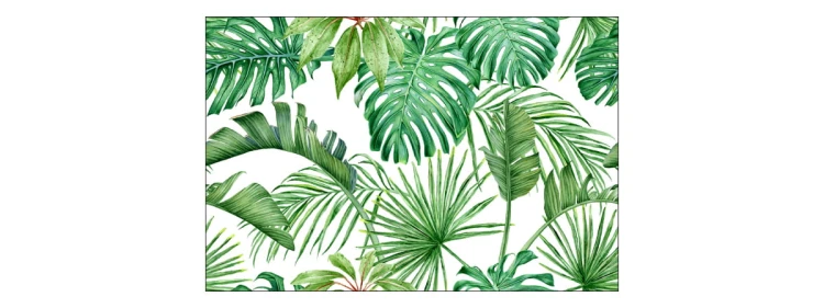 Fototapeta Liście Monstera