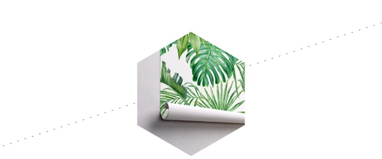 Fototapeta Liście Monstera