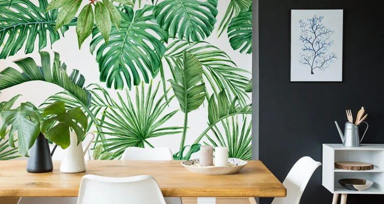 Fototapeta Liście Monstera