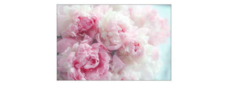 Fototapeta Kwitnące Peonie