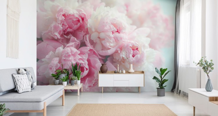 Fototapeta Kwitnące Peonie