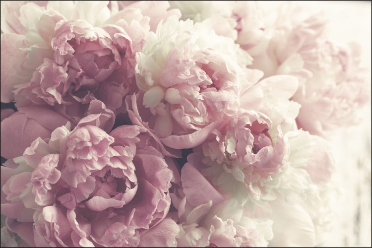 Fototapeta Kwitnące Peonie