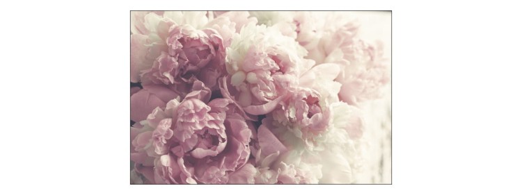 Fototapeta Kwitnące Peonie