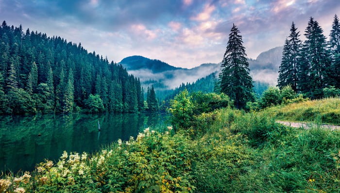 Fototapeta Dramatic Morning Scene Of Lacu Rosu Lake. Misty Summer Sunrise In Harghita County, Romania, Europe. Beauty Of Nature Concept Background.
