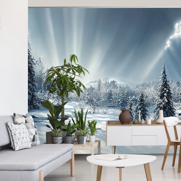 Fototapeta Beautiful Winter Landscape. Majestic White Spruces Glowing By Sunlight. Picturesque And Gorgeous Wintry Scene.