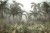 Fototapeta Tropical Trees And Leaves For Digital Printing Wallpaper, Custom Design Wallpaper - 3D