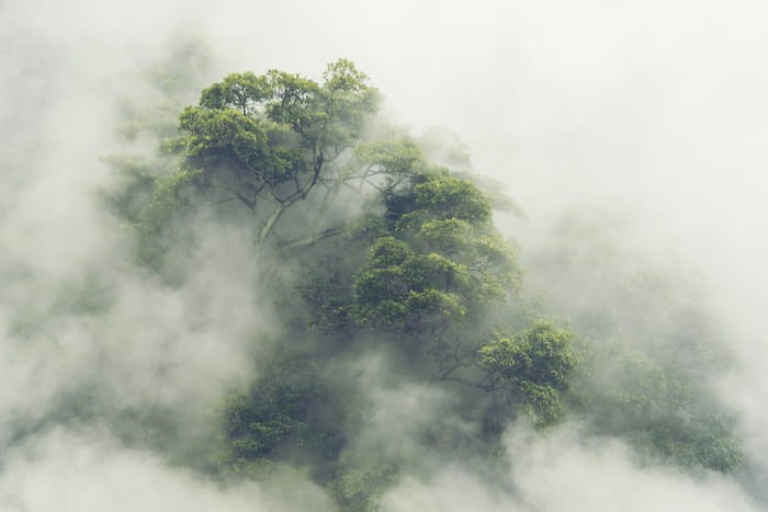 Fototapeta Tropical Forest In Japan, Nature Jungle With Green Tree And Fog, Concept Of Zin Therapy Comfortable Freedom Relaxing For Spa And Yoga, Eco Natural Sustainable Conservation
