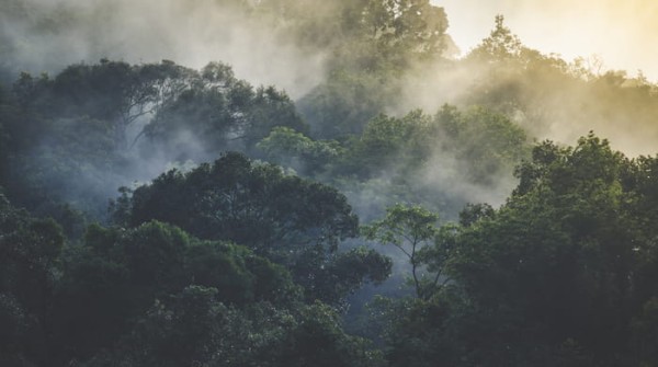 Fototapeta Landscape Of Asia Tropical Rainforest, Canopy Tree Of Jungle Green Forest Park Outdoor, Nature Environment Mountain View, Concept Of Freedom Relaxation In Holiday For Spa Yoga And Retreat