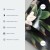 Tapeta - Piwonie na białym tle