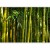 Fototapeta - Eukaliptusowy zaułek - bambusowy lasek w soczystym odcieniu zieleni