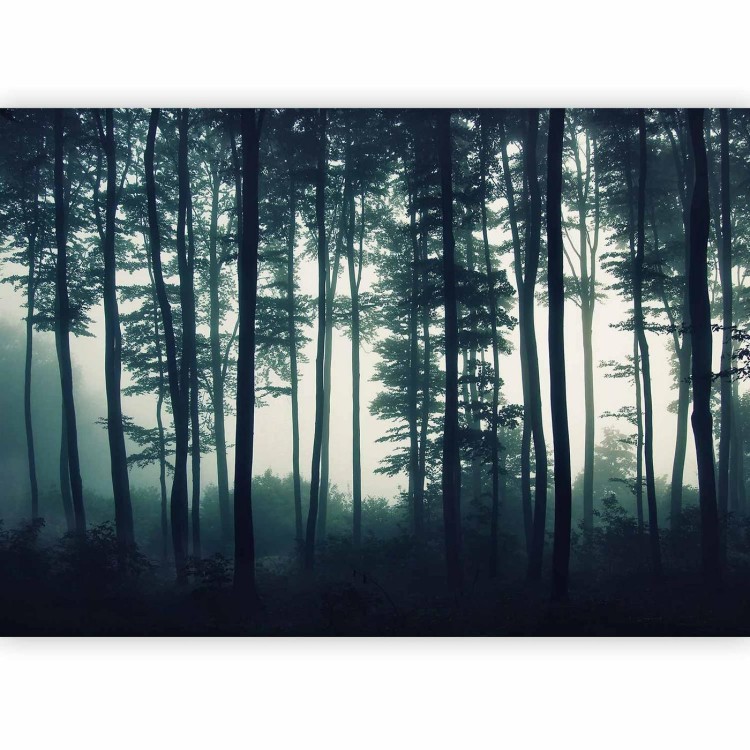 Fototapeta - Mroczny las