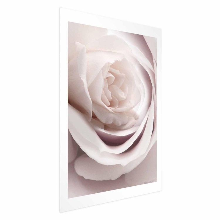 Plakat - Porcelanowa róża
