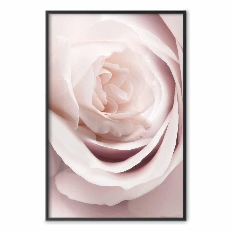 Plakat - Porcelanowa róża