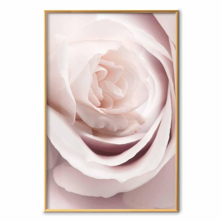 Plakat - Porcelanowa róża