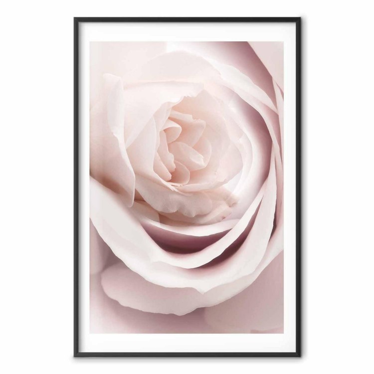Plakat - Porcelanowa róża