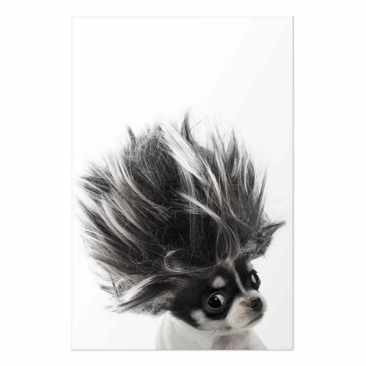 Plakat - Chihuahua