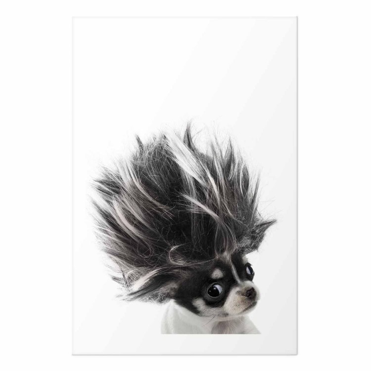 Plakat - Chihuahua