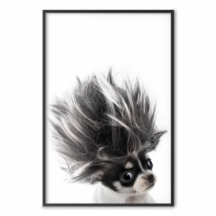 Plakat - Chihuahua
