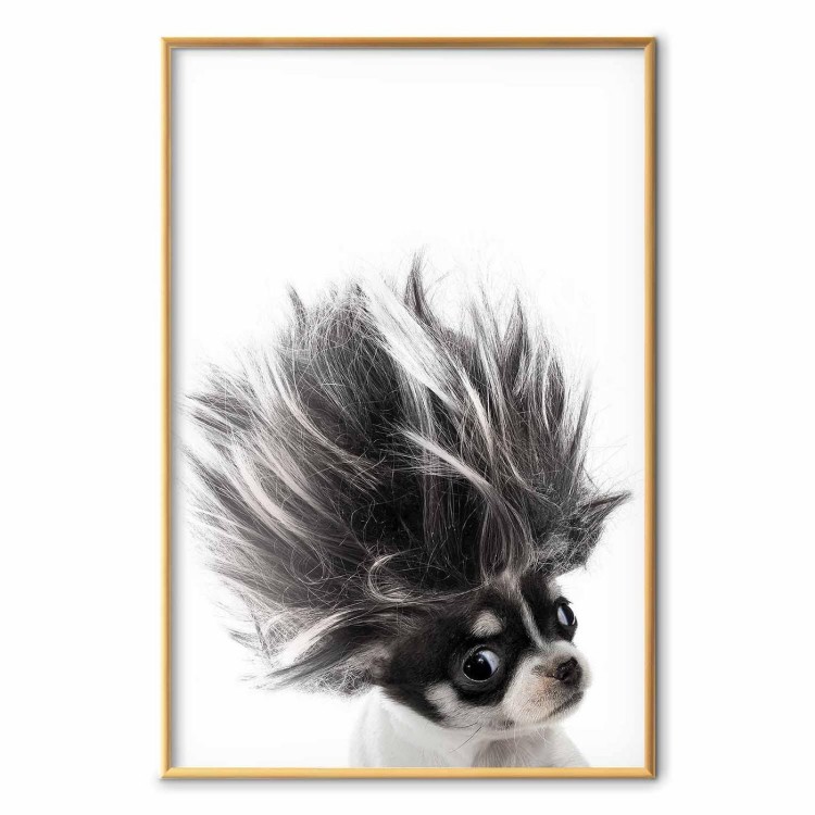 Plakat - Chihuahua