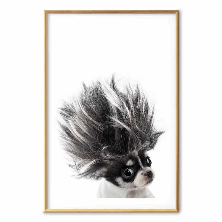 Plakat - Chihuahua