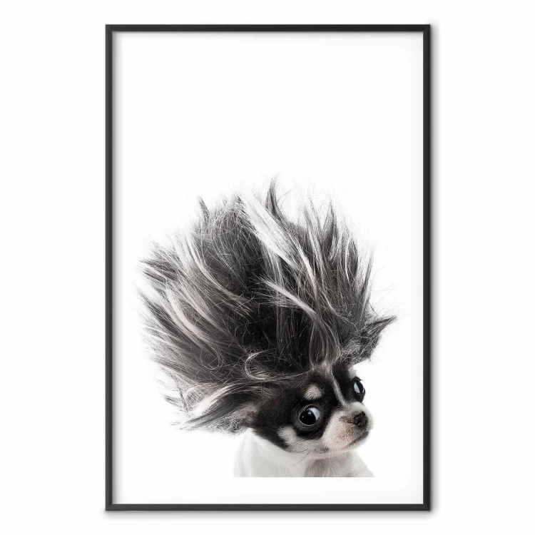 Plakat - Chihuahua