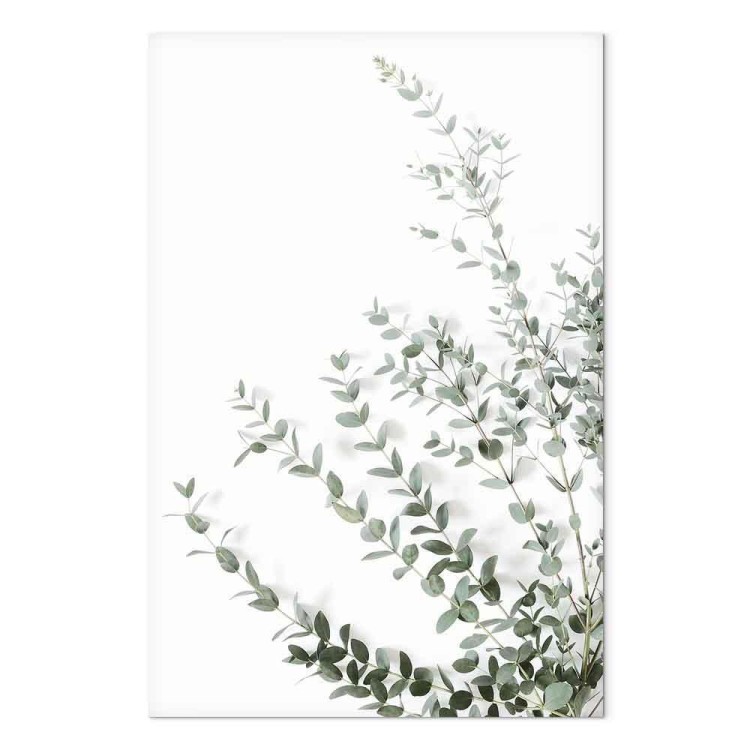 Obraz - Eukaliptus Parvifolia (1-częściowy) pionowy